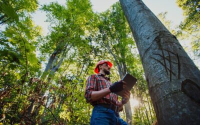 Ingeniería Forestal