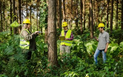 Ingeniería en Industrias Forestales